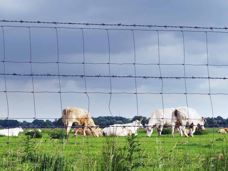 Several white cows graze on green grass in a field behind a wire fence, with a cloudy sky overhead and trees in the distance.