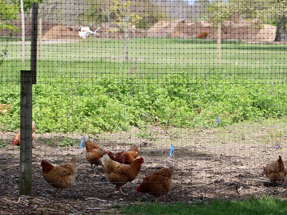 Several brown chickens forage on the ground inside a fenced outdoor enclosure, with green grass and trees visible in the background beyond the wire mesh.