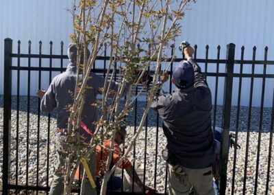 Three people are planting a tree through the bars of a black metal fence. One person holds the tree while another adjusts it; a third person appears partially hidden. The area behind the fence is covered in rocks.
