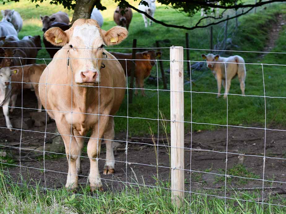 A light brown cow stands behind a wire fence in a grassy field, facing the camera. Other cows and calves are visible in the background, some shaded by a tree.