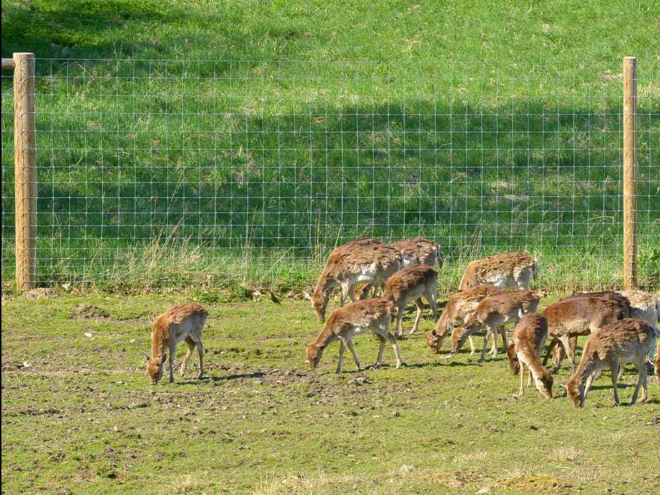 A group of young deer graze on grass in a sunny field, near a wire fence and wooden posts, with a backdrop of green grass.