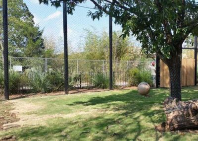 A grassy enclosure with a large tree, a log, a round stone, and a tall chain-link fence surrounding the area. Dense greenery and trees are visible in the background.