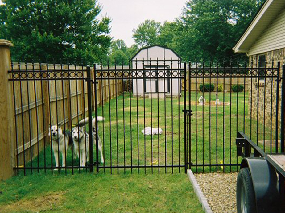 Two large dogs stand behind a black metal fence in a grassy backyard with a wooden fence, a white shed, and a brick house. Another dog is lying on the grass in the distance. Trees line the background.