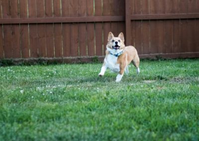 A happy brown and white corgi runs energetically across a grassy yard with a wooden fence in the background.