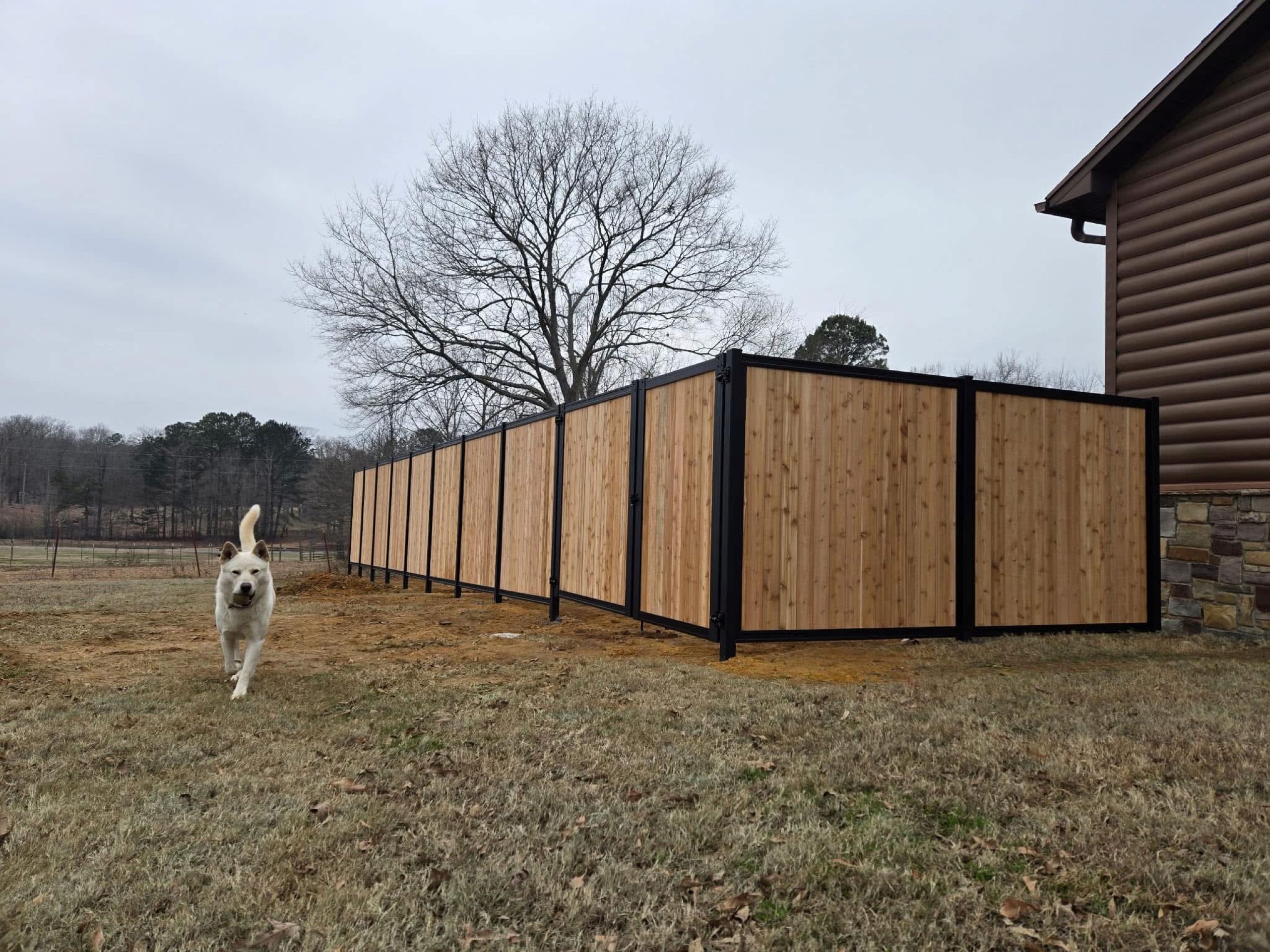 A white dog runs on grass near a tall wooden fence with black metal framing beside a brown house; a leafless tree stands in the background under a cloudy sky.